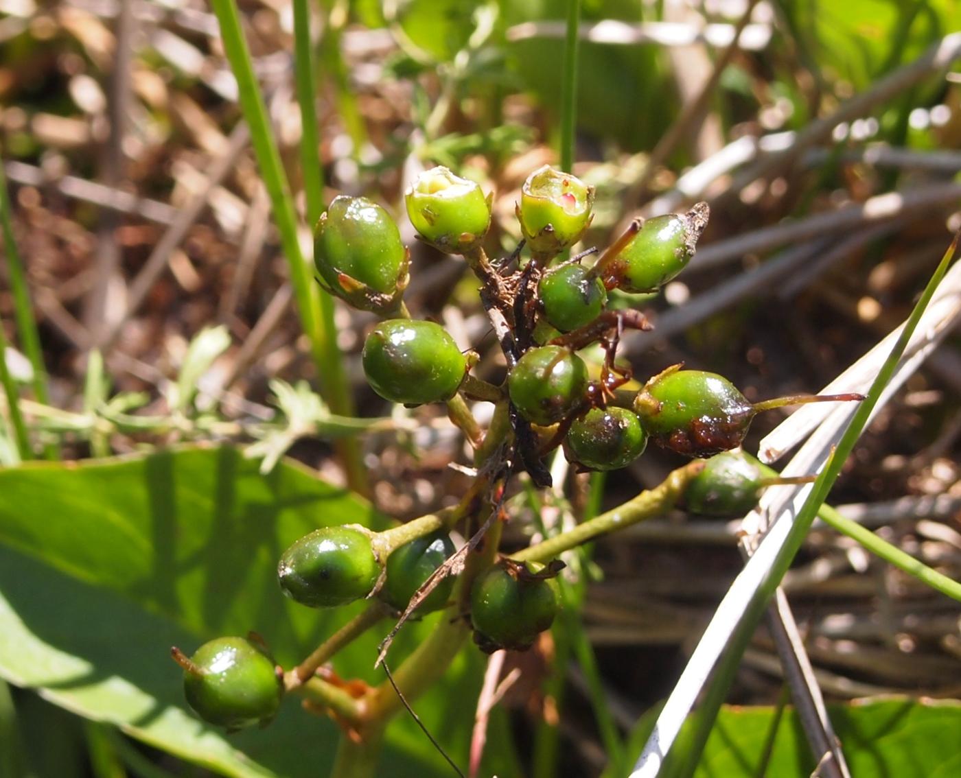 Bogbean fruit